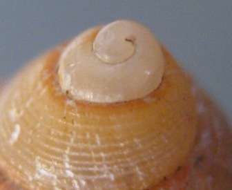 conferma Galeodea rugosa freak